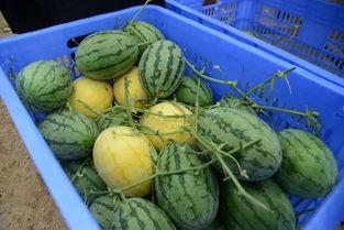 吃瓜闲聊群,揭秘网络社交圈的趣味与热议