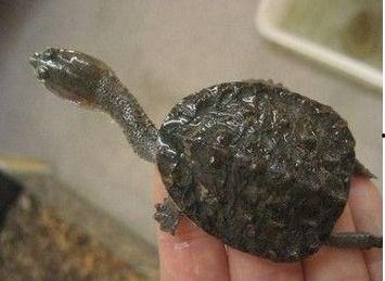 幼龟吃瓜,探索瓜果的奇妙滋味