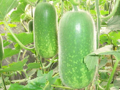 聂小雨吃瓜 1080P,揭秘娱乐圈幕后真相