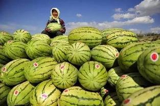 吃瓜测评硒砂瓜,探寻沙漠中的甜蜜奇迹